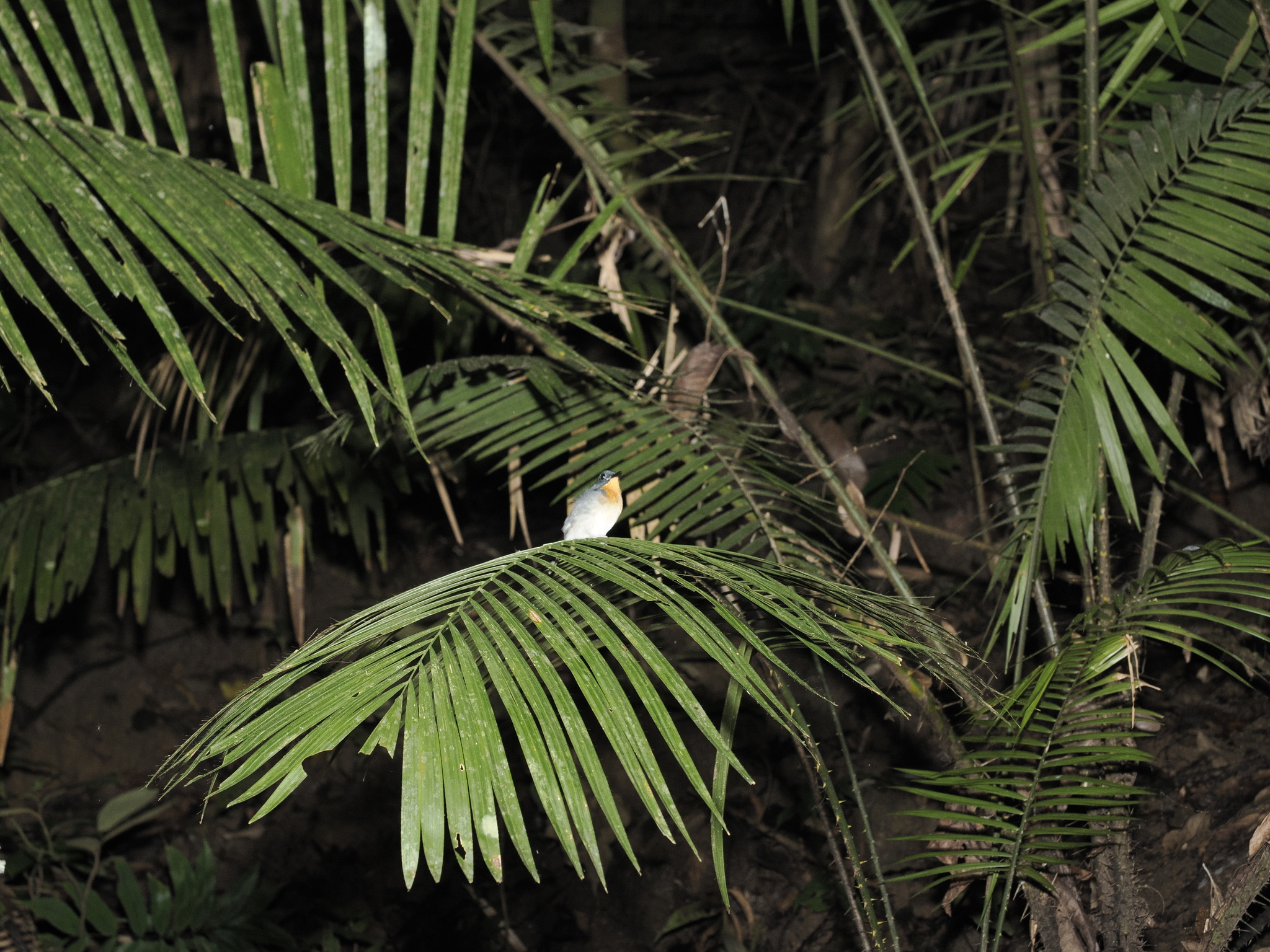 Rufous-throated Flycatcher (Ficedula rufigula), photo 2
