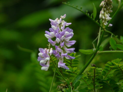 Vicia bakeri