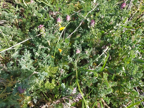 Image of Fumaria densiflora by (c) Jorge Íñiguez, some rights reserved (CC BY)