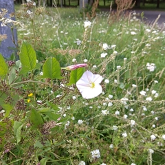 Convolvulus arvensis