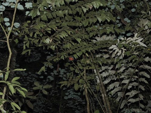 Sulawesi Pitta (Erythropitta celebensis), photo 3