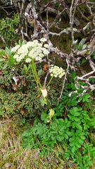 Angelica morrisonicola