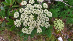 Angelica morrisonicola