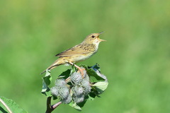 Locustella lanceolata
