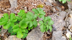 Angelica morrisonicola