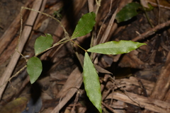 Melodinus australis