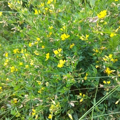 Medicago falcata