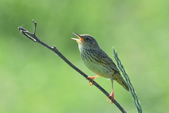 Locustella lanceolata