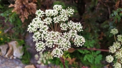 Angelica morrisonicola