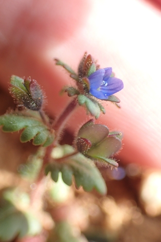 Image of Veronica praecox by (c) Jorge Íñiguez, some rights reserved (CC BY)