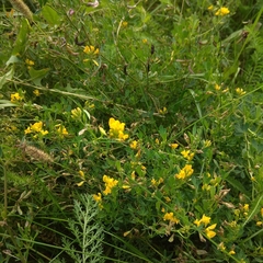 Medicago falcata
