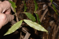 Melodinus australis