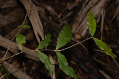 Melodinus australis