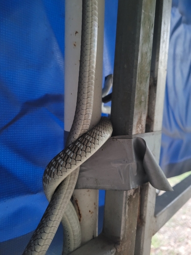 Common Tree Snake sighting