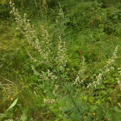 Artemisia vulgaris