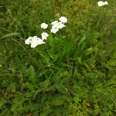 Achillea millefolium