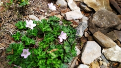Geranium hayatanum