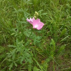 Malva excisa