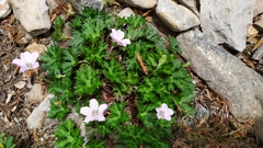 Geranium hayatanum