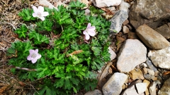 Geranium hayatanum