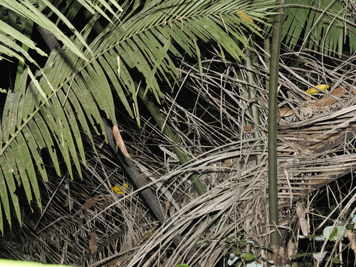 Northeastern Xanthurus Rat