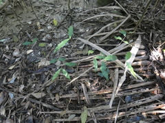 Melodinus australis