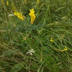Melilotus officinalis