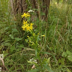 Solidago virgaurea