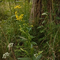 Solidago virgaurea