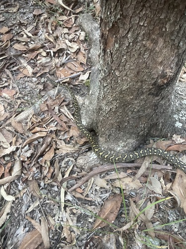 Coastal Carpet Python sighting