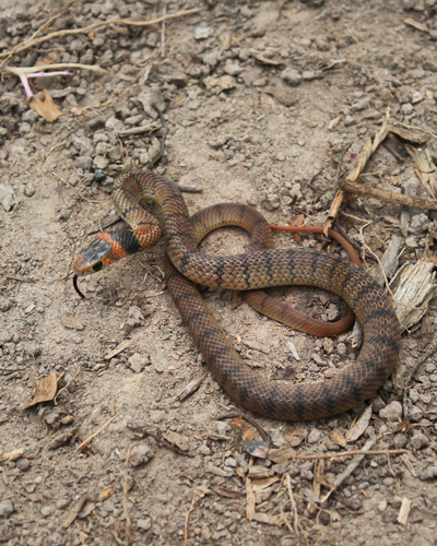 Eastern Brown Snake sighting
