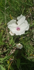 Ipomoea longifolia