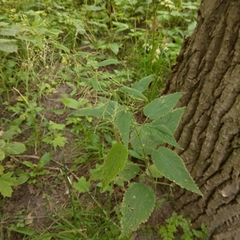 Urtica dioica