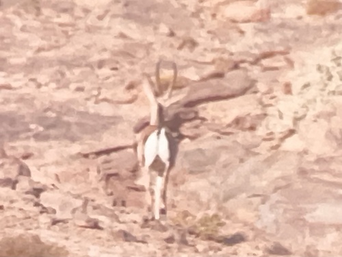 Cuvier's Gazelle