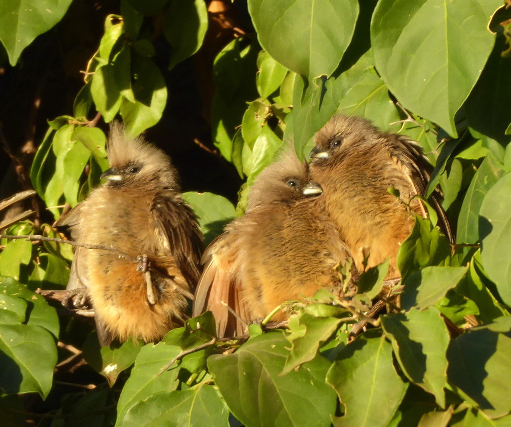 Typical Mousebirds