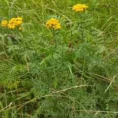 Tanacetum vulgare