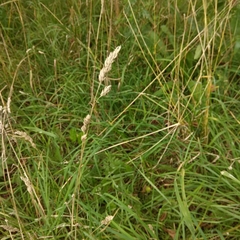 Dactylis glomerata