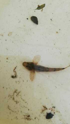 Western Tubenose Goby, Orvelte, Nederland, photo 8 of 10