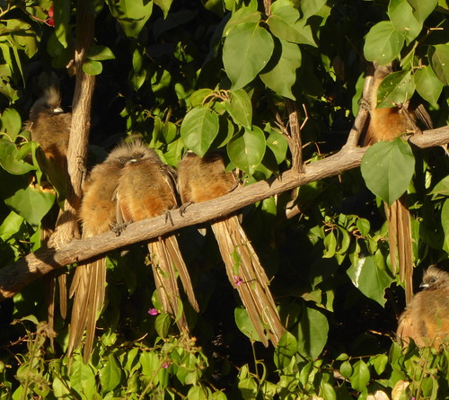 Speckled Mousebird