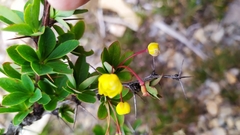 Berberis morrisonensis