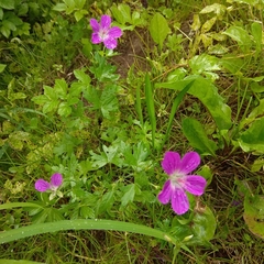 Geranium palustre