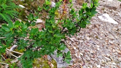 Berberis morrisonensis
