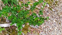 Berberis morrisonensis