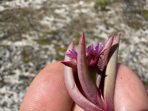 Image of Dune Spoonfig (Erepsia dunensis) by (c) Charleen Brunke, some rights reserved (CC BY)