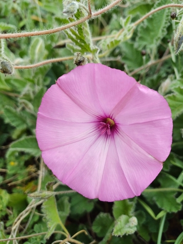 Convolvulus althaeoides iNat (2)
