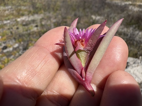 Image of Dune Spoonfig (Erepsia dunensis) by (c) Charleen Brunke, some rights reserved (CC BY)