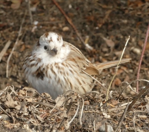 Song Sparrow photographed in New York