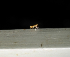 Caloptilia packardella