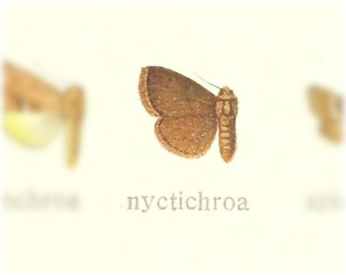 Eublemma nyctichroa