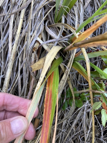 Chionochloa flavescens, photograph 6